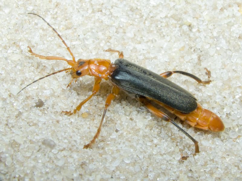 Cantharidae Imhoff, 1856